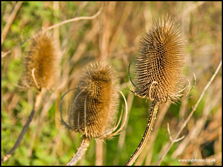 Teasel Trio